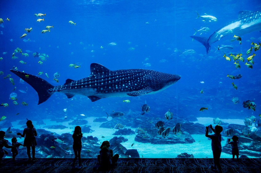 Facts About Aquariums