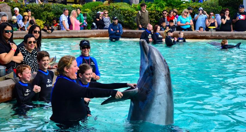 5 Life Lessons You Can Learn From Dolphin Interaction