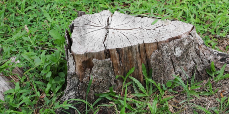 5 ways to remove a tree stump