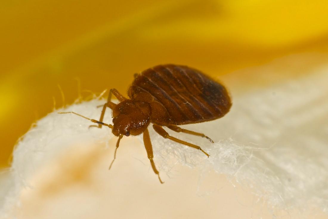 How to Get Rid of Bedbugs: A Short Guide