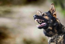 Denver Dog Bite Lawsuits: What To Expect With A Law Firm?