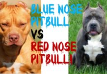 The Difference Between Red and Blue Nose Pitbulls Pitbull