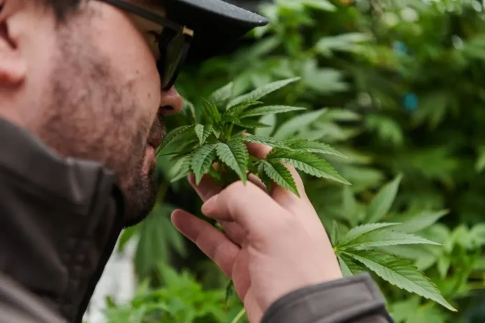 Marijuana Odor Control